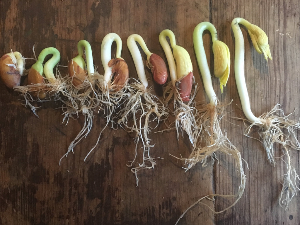 Glossary of Seed & Plant Terms