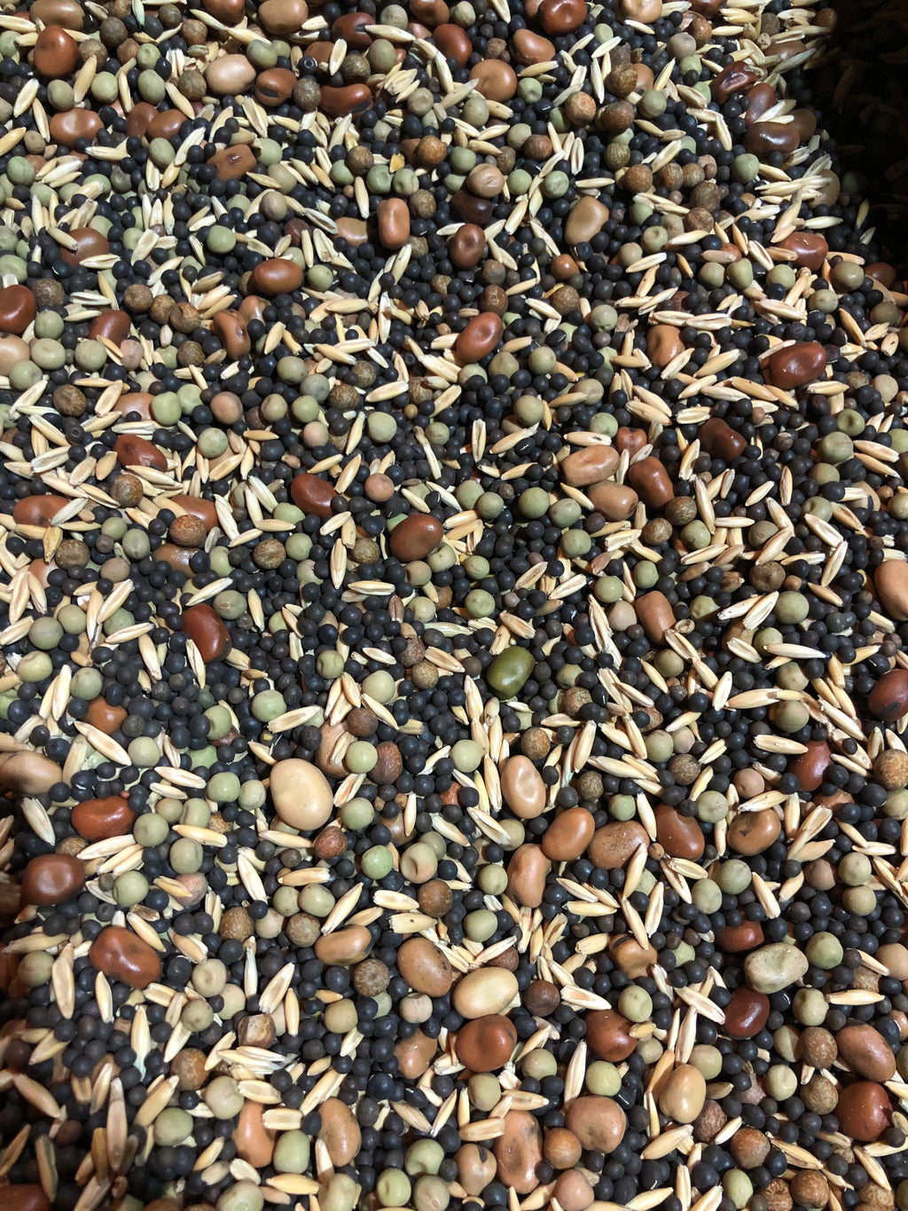 Growing Fall planted Cover Crops