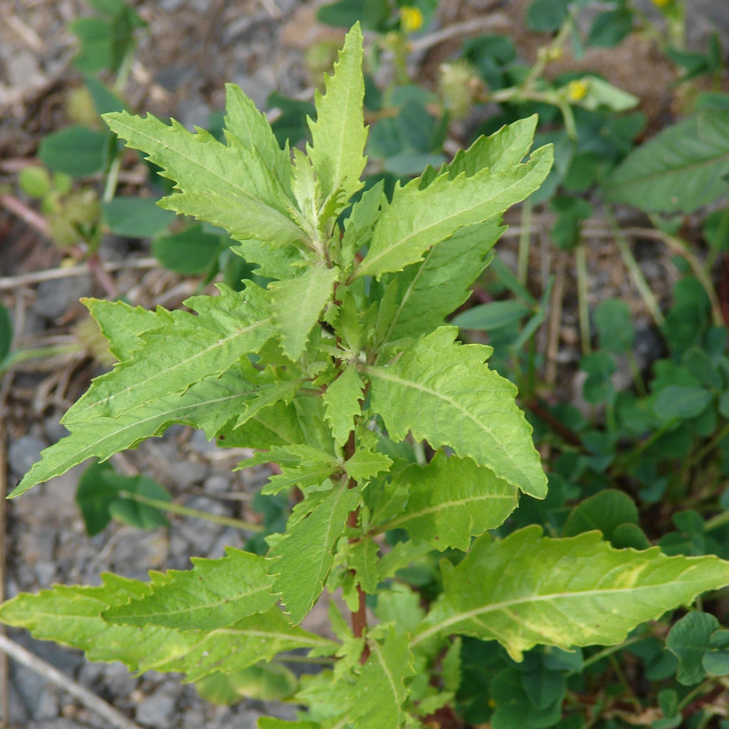 Growing Epazote for Medicinal and Culinary Benefits