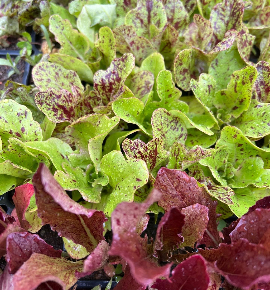 Variety Trials