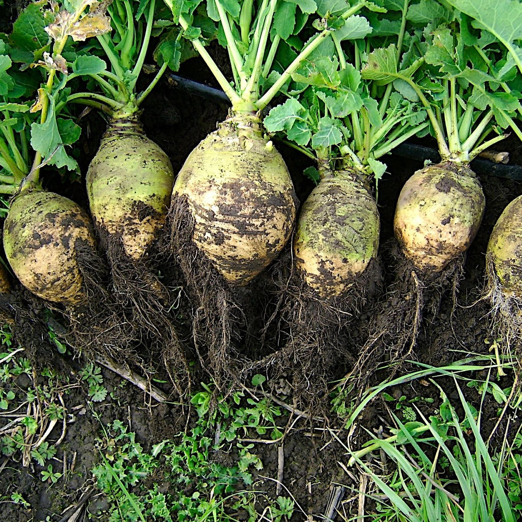 5 Favorites: Food for the Fall Planting