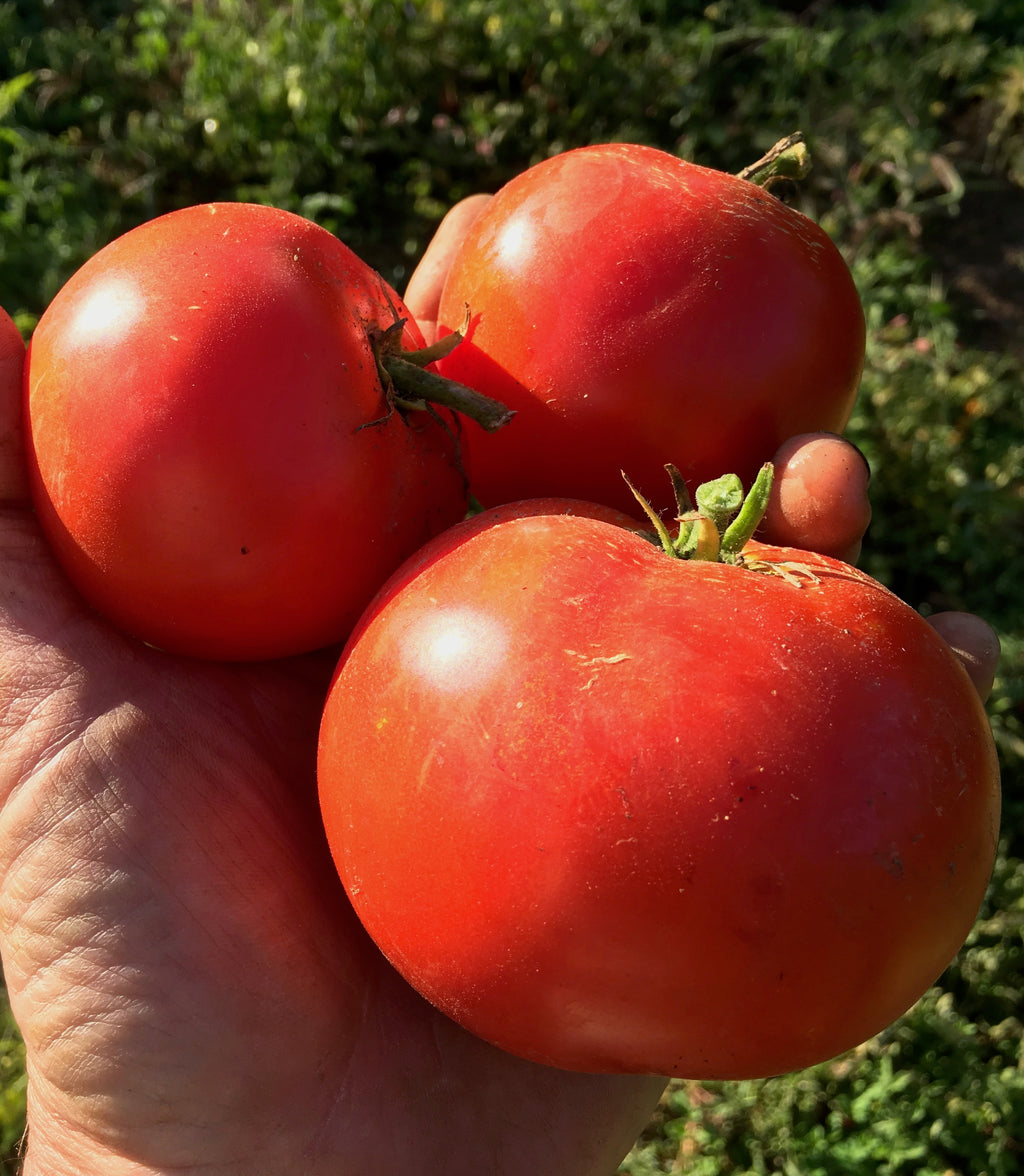 Round Ripe Red Tomatoes!