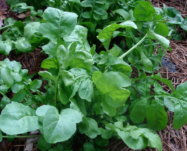 Tender Greens and Why We Love Arugula!
