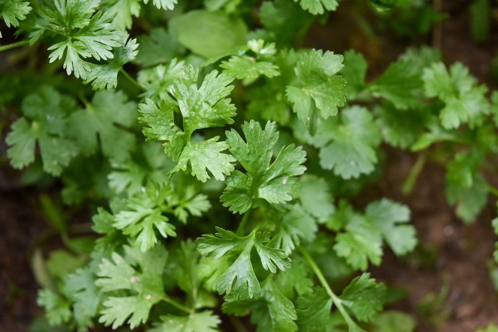 The Medicinal Values of Cilantro