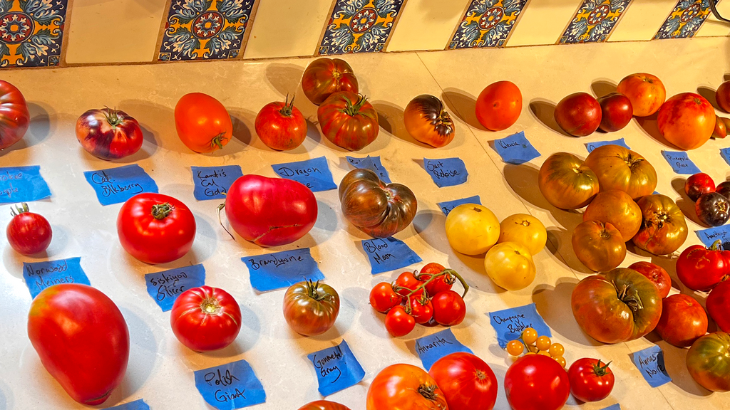 Siskiyou Seeds Tomato Trial 2025