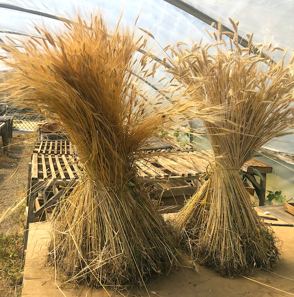 Storing Seeds to Protect Vigor + Create Your Own Library!