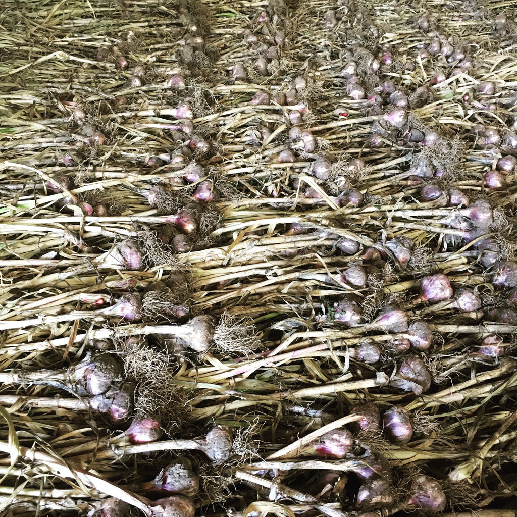 A Guide to Choosing Garlic