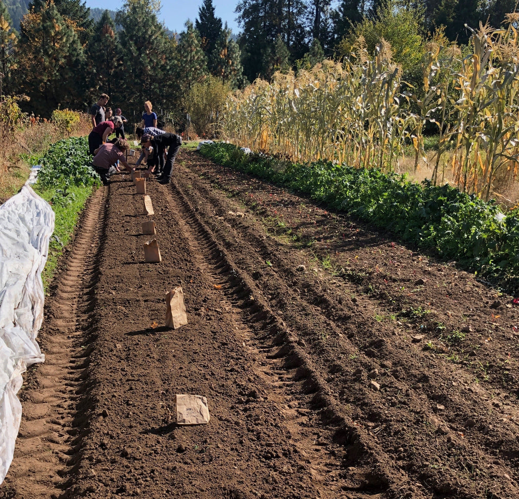 Garlic Planting & Growing Tips