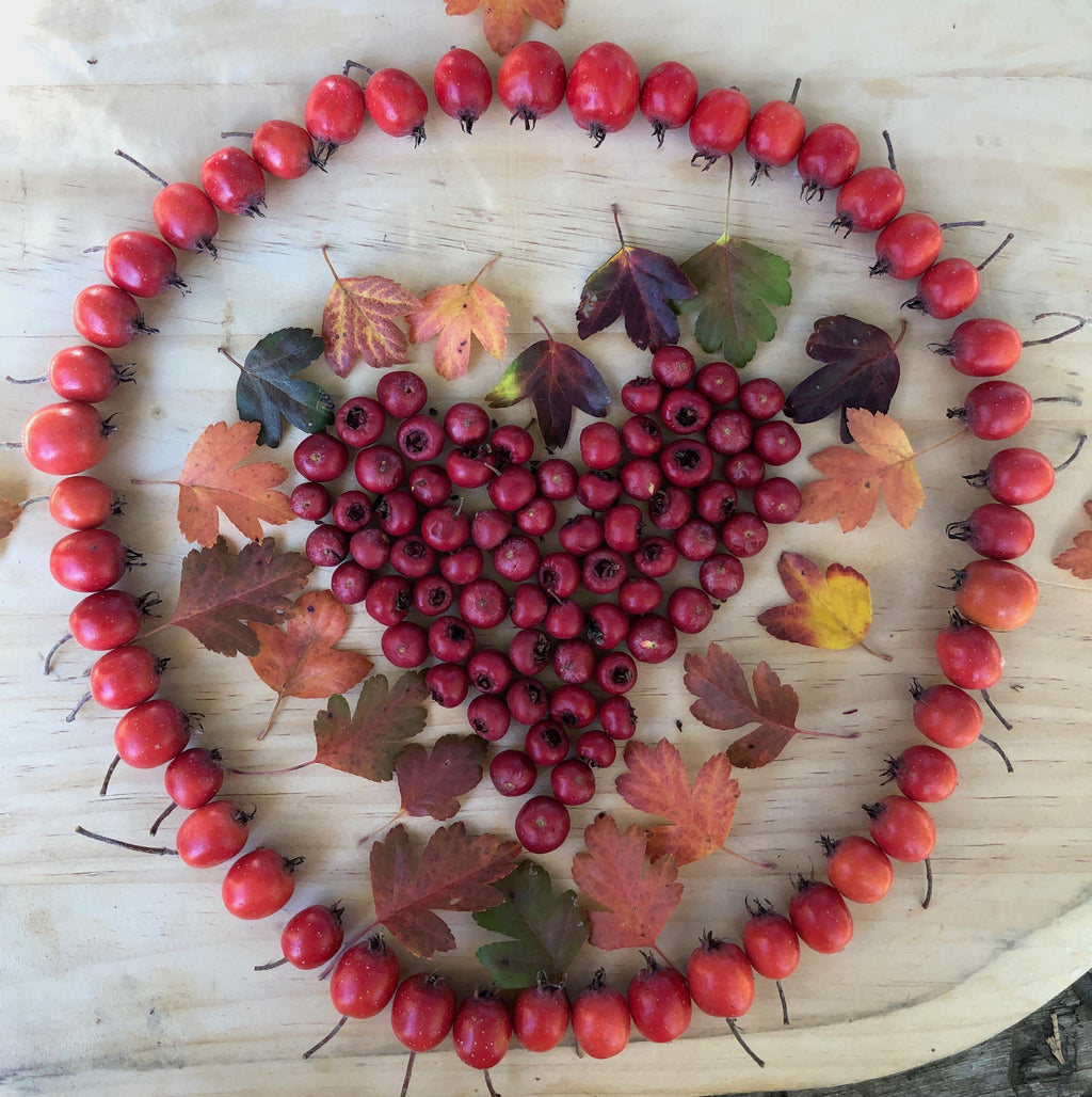 Healing with Hawthorn