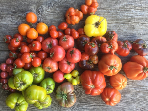 Fall Seed Academy 2019