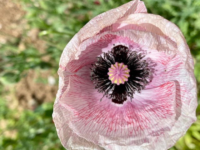 The Pleasure of Poppies