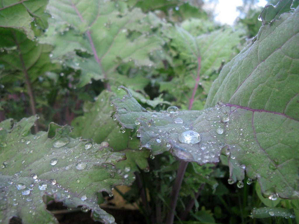 Fall & Winter Gardening Guide