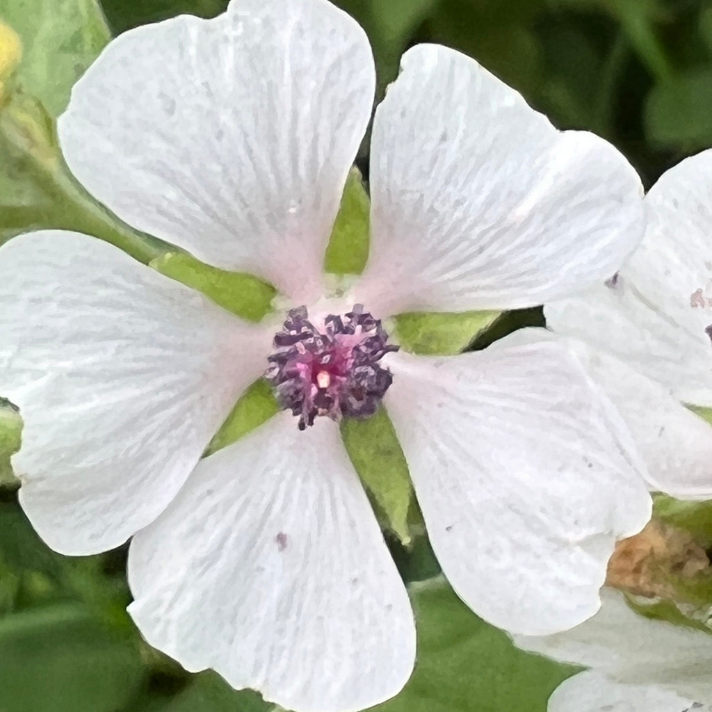 How to Grow Marshmallow: Herb Profile