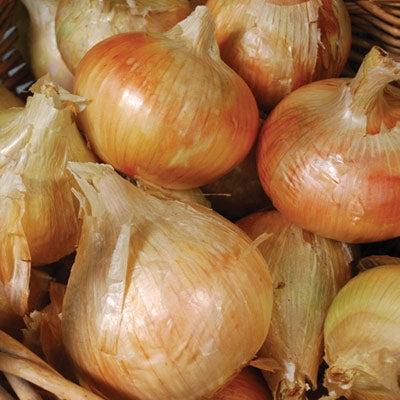 Replanting Onion Bulbs for seed production
