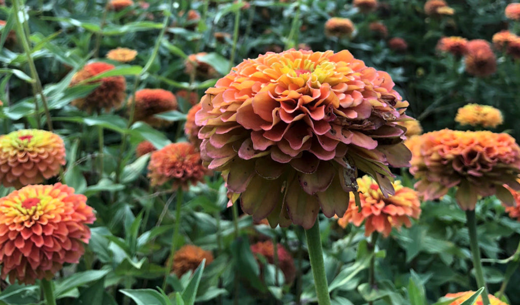 5 Favorite Flowers to Plant in Spring
