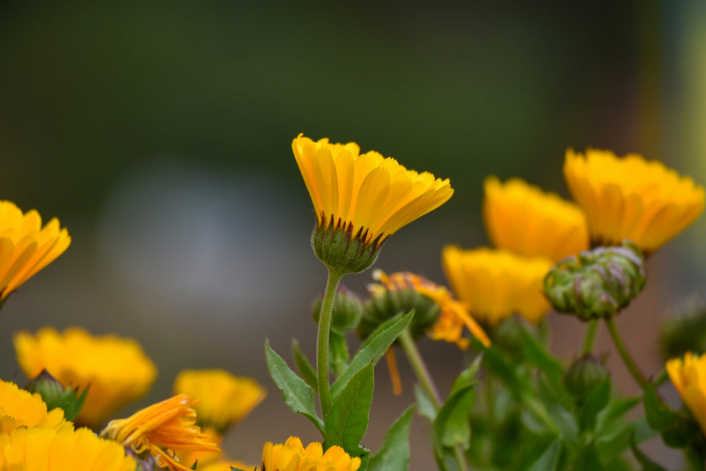 How to Grow Calendula - Plant Profile