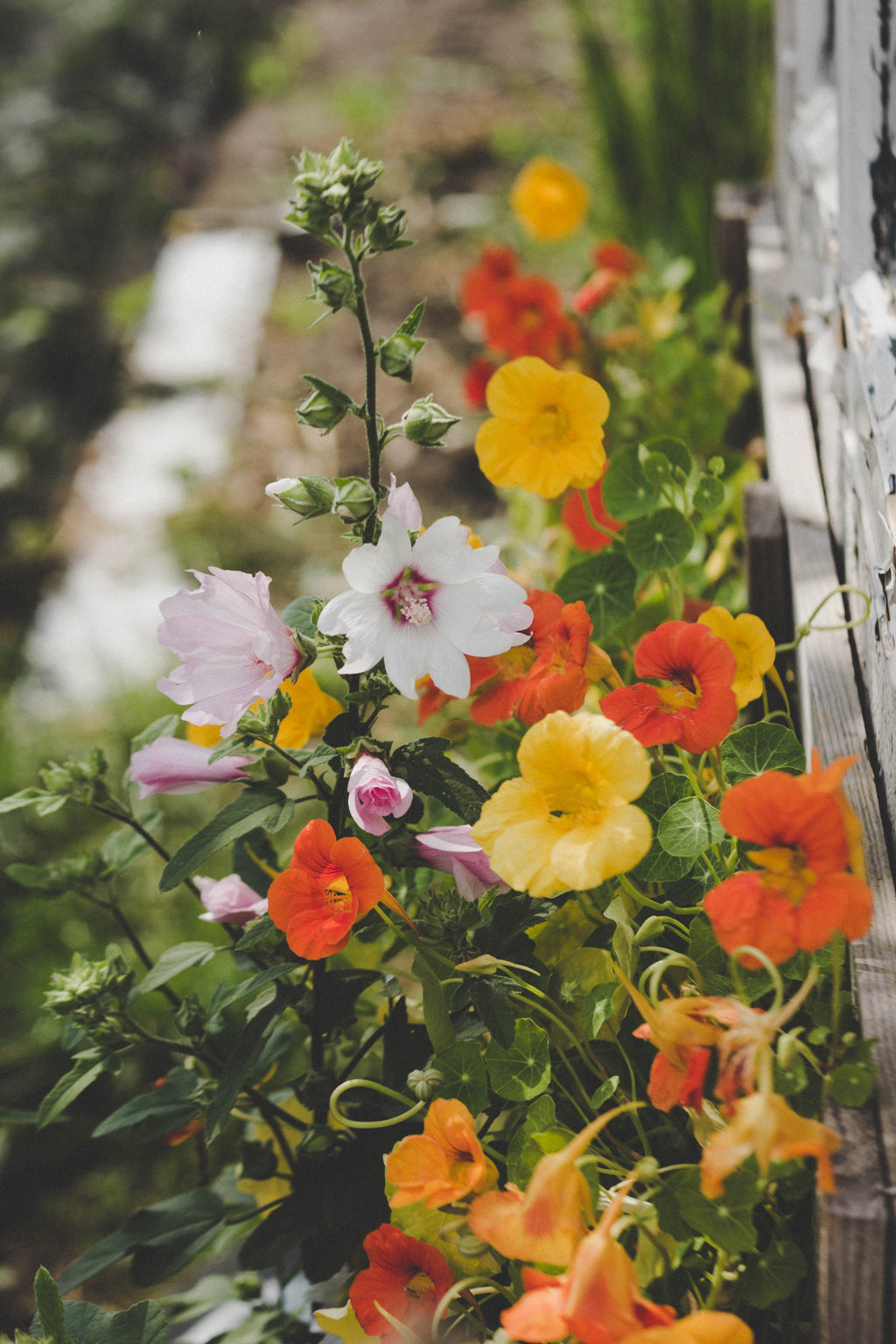Flower Love: Planning a Flower Garden