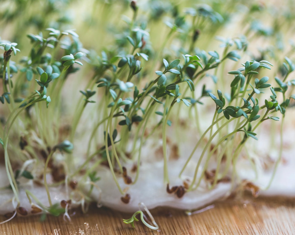 Understanding Germination + Printable Seed Starting Guides
