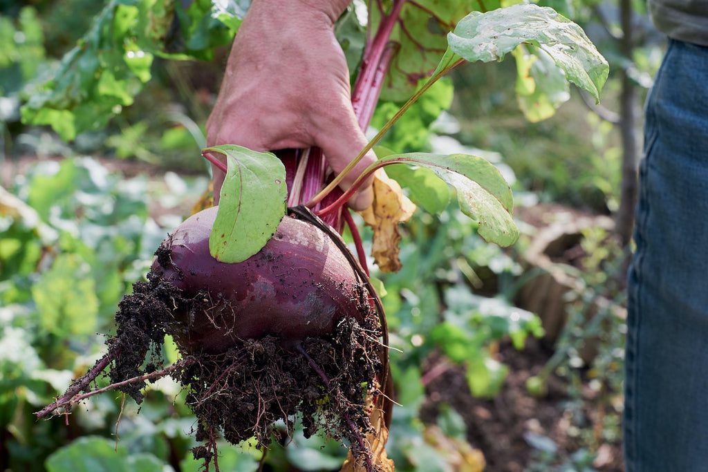 All You Can Beet