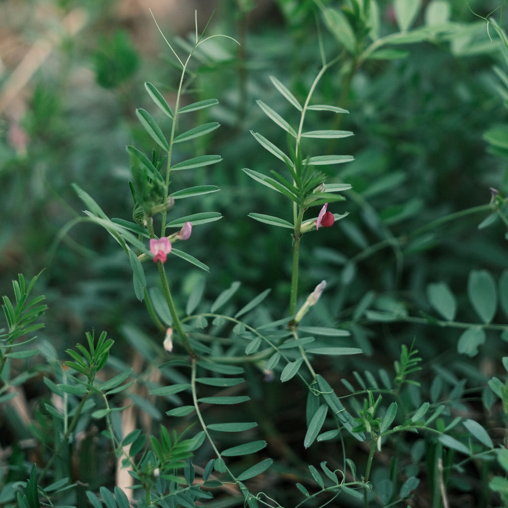 Cover Crops: Function and Purpose