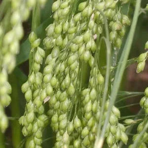 Millet, Juosves Proso