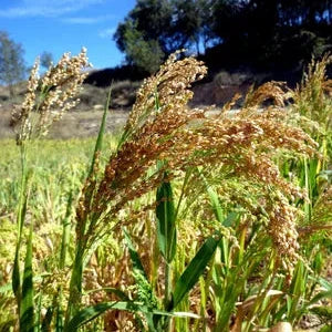 Millet, Juosves Proso