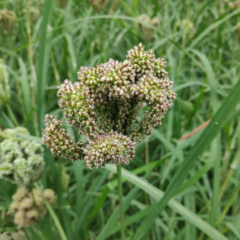Millet, Dragon's Claw