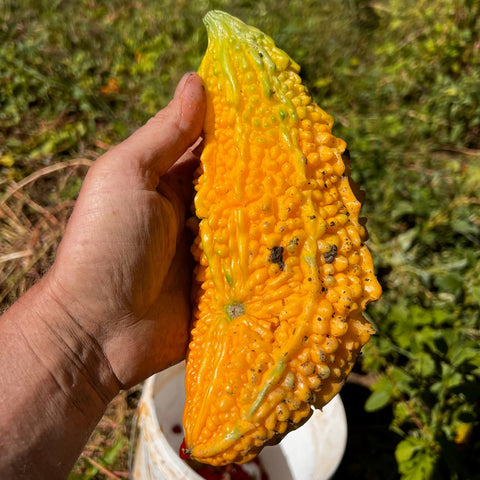 Bitter Melon, Chinese