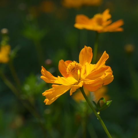 Cosmos, Bright Lights