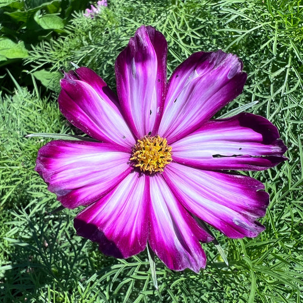 Cosmos, Picotee