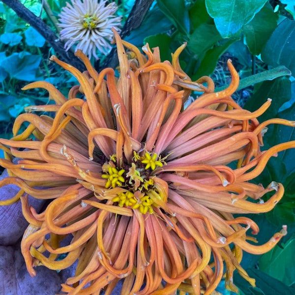 Zinnia, Tidepool Mix