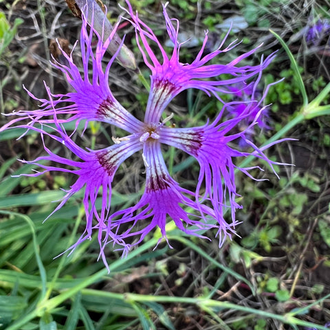 Dianthus, Lace Perfume