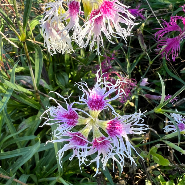 Dianthus, Lace Perfume