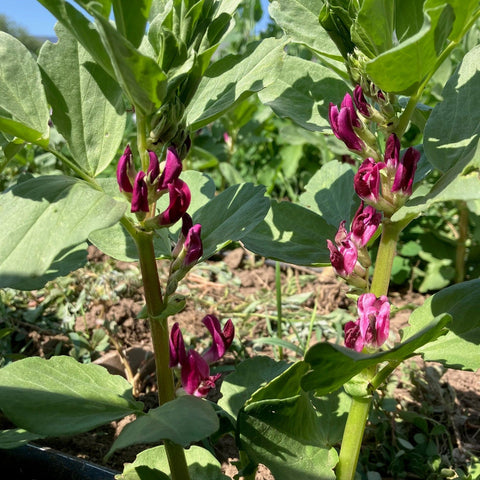 Beans, Fava, Crimson Flowered