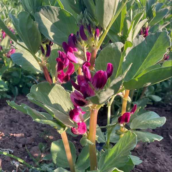 Close-up of a fava plant with green leaves and crimson flowers.