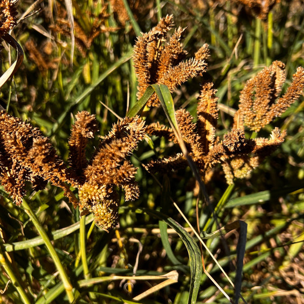 Millet, Dragon's Claw