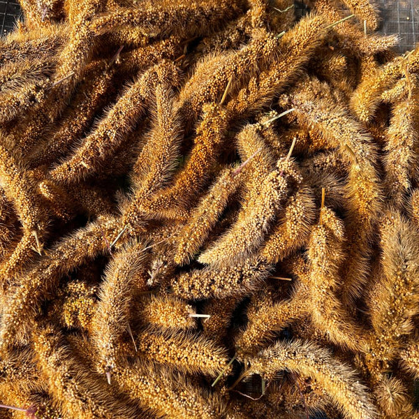 Millet, Aukses Foxtail