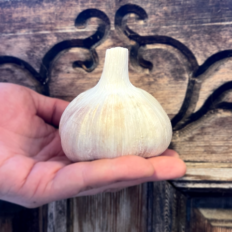Garlic, German White - Certified Organic