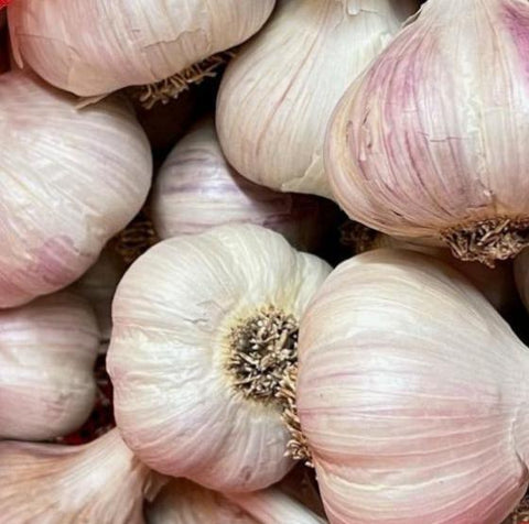 Garlic, Romanian Red - Certified Organic