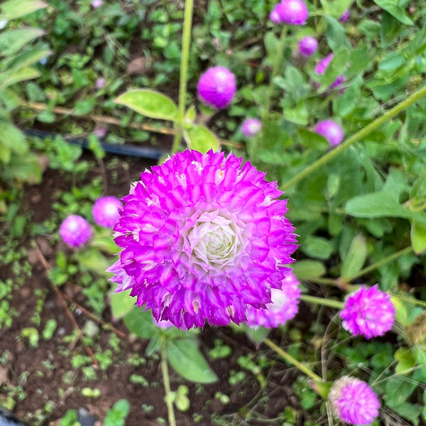 Globe Amaranth, Rose Bi-Color