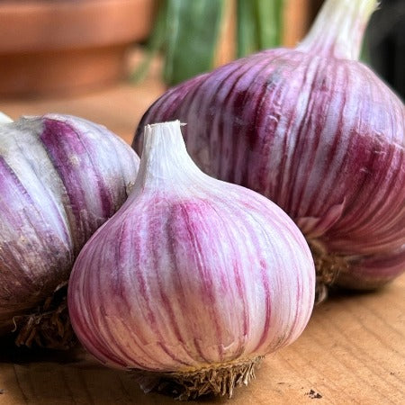 Garlic, Zemo Mtsara - Certified Organic
