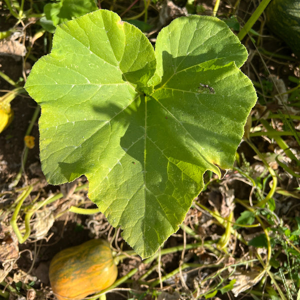 Winter Squash, Honeynut