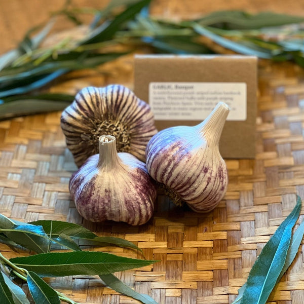 Garlic Sampler, Hardneck - Certified Organic