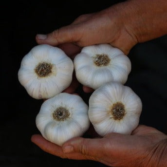 Garlic, Inchelium Red - Certified Organic