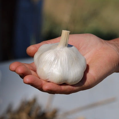 Garlic, Inchelium Red - Certified Organic