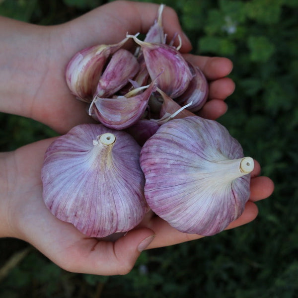 Garlic, Chesnok Red Purple Stripe - Certified Organic