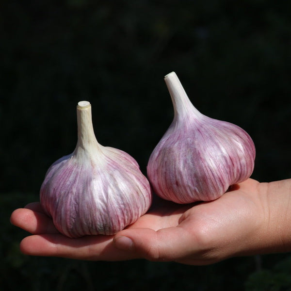 Garlic, Chesnok Red Purple Stripe - Certified Organic