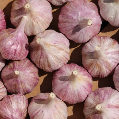 Garlic, Chesnok Red Purple Stripe - Certified Organic