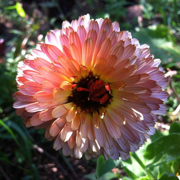 Calendula, Zeolights