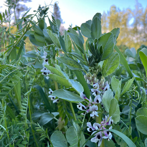 Cover Crop, Cool Season Soil Building Mix